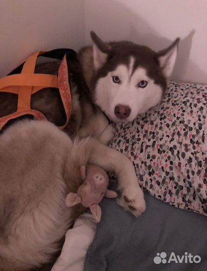 Сибирский хаски