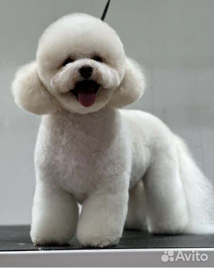 Стрижка собак и кошек (груминг) Комсомольск-на-Аму