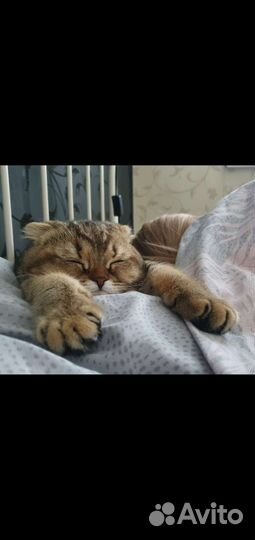 Шотландская вислоухая на случку