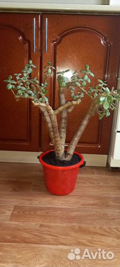 Толстянка или денежное дерево
