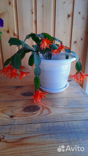 Хризантемы и декабристы