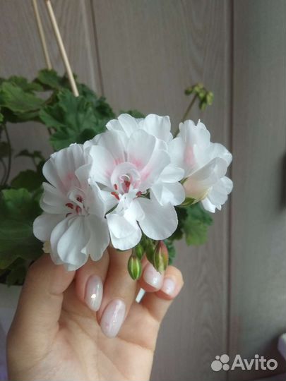 Пеларгония Ириол Перламутр