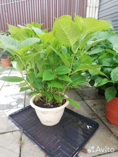 Гортензия крупнолистная саженцы