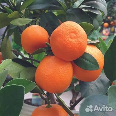 Лимоны, мандарины, лаймы 2хлетки из питомника