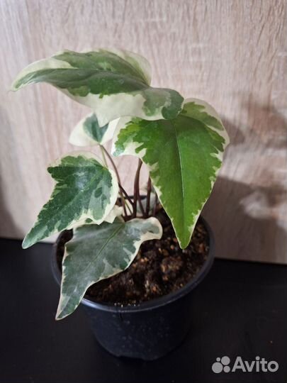 Плющ канарский