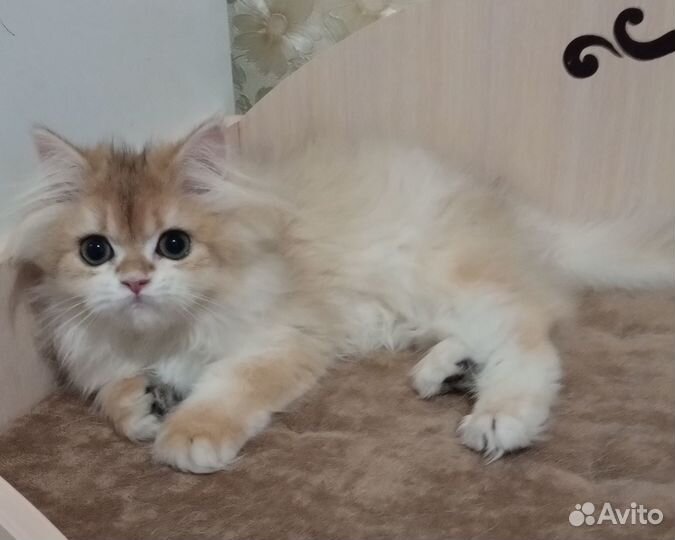 Золотая прелесть