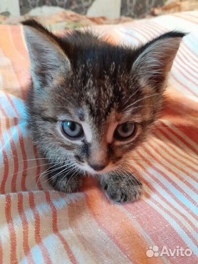 Котята в добрые руки бесплатно