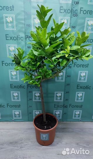 Цитрон рука будды