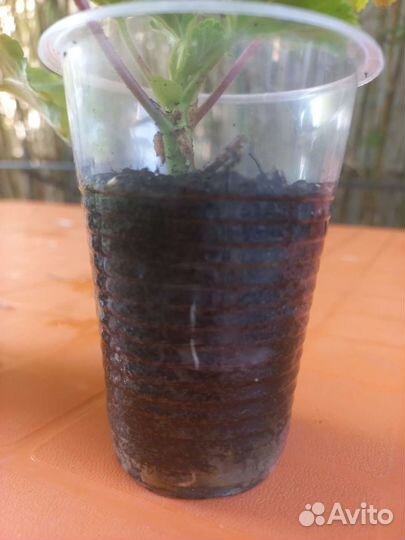 Пеларгония тюльпановидная 