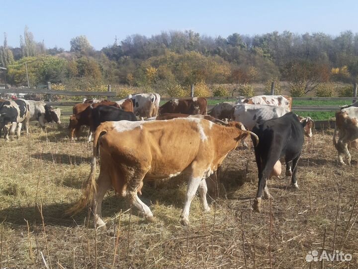 Коровы быки телки
