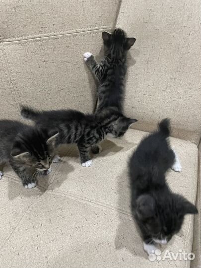 Котята бесплатно