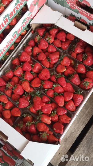 Клубника свежая ягода