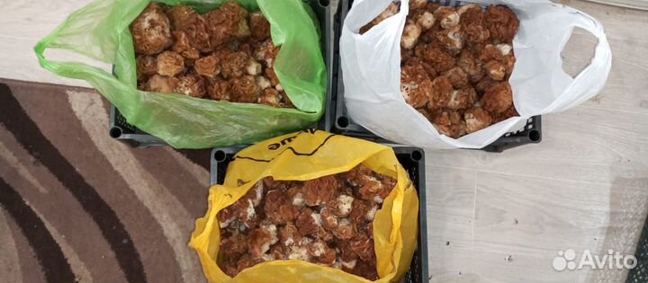 Грибы строчки сморчки