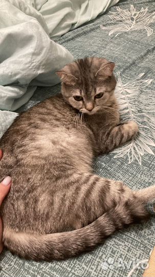 Отдам кота в хорошие руки