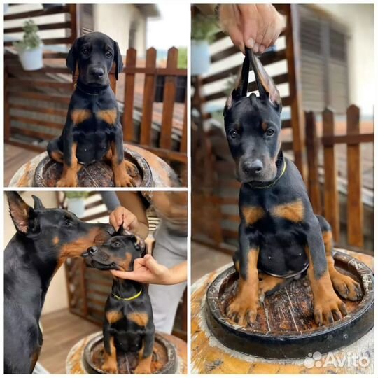 Щенки Добeрмaна