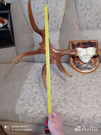 Продам рога лося