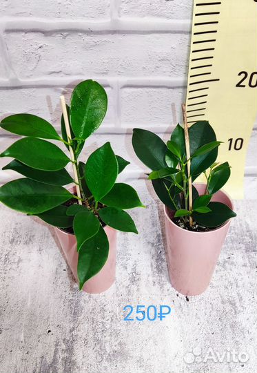 Фикус Альбомаргината, Ретуза Грин, Нина