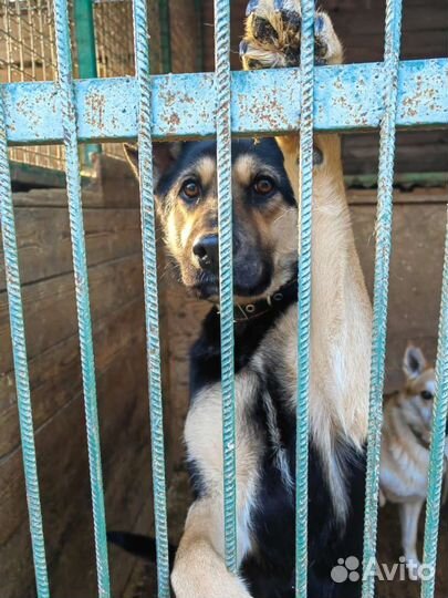 Молодой собачке очень нужна семья