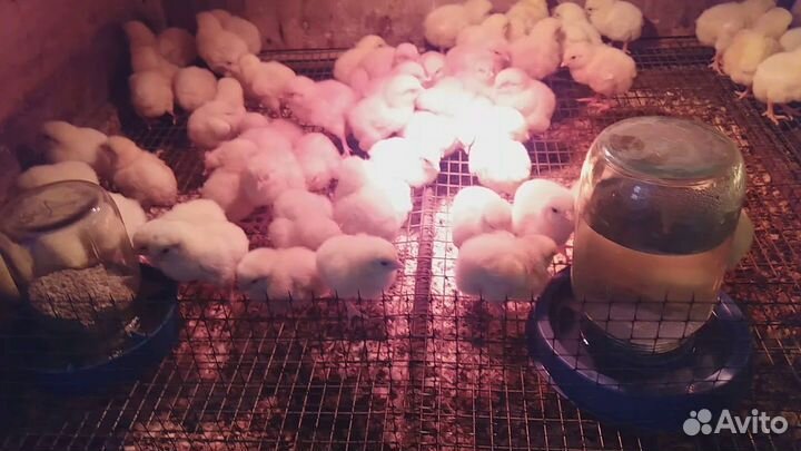 Поилка под банку для птиц