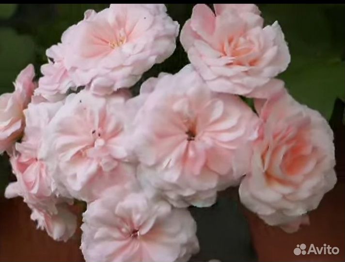 Пеларгонии сортовые, герань