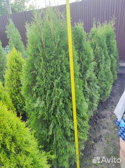 Хвойные растения