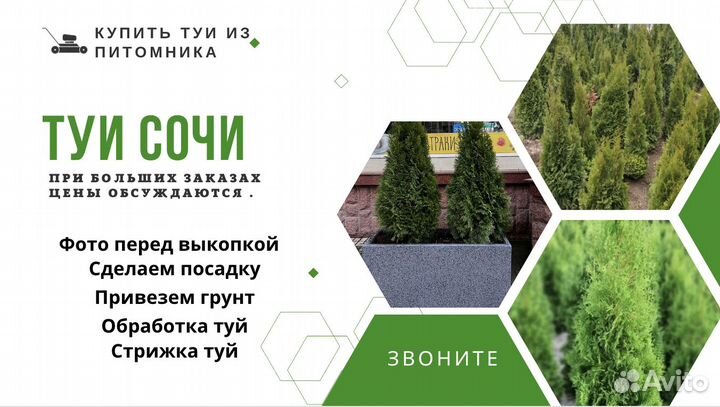 Купить туи Сочи, деревья, питомник, смарагт