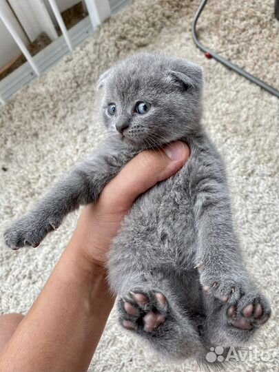 Британский вислоухий