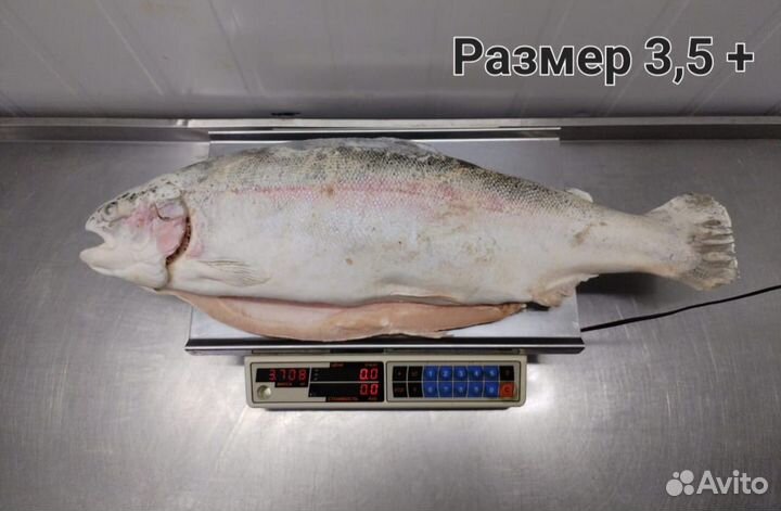 Форель псг 3-3,5