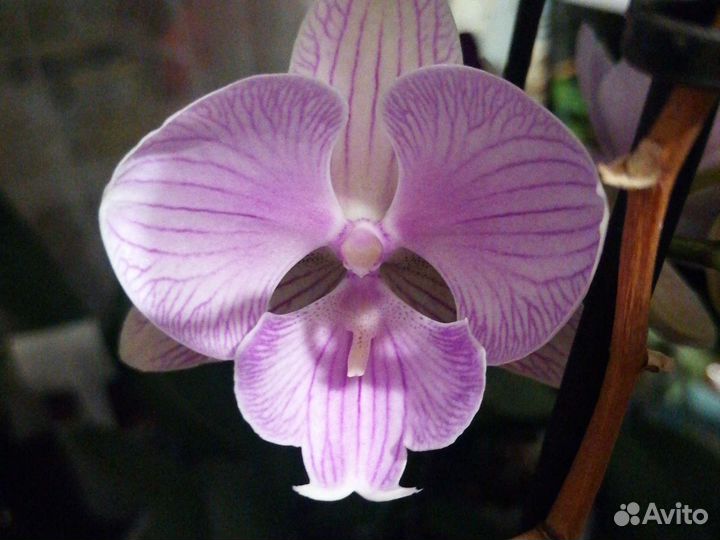Орхидея фаленопсис биглип Manta breathe