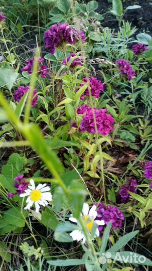 Продам рассаду садовых цветов- многолетников