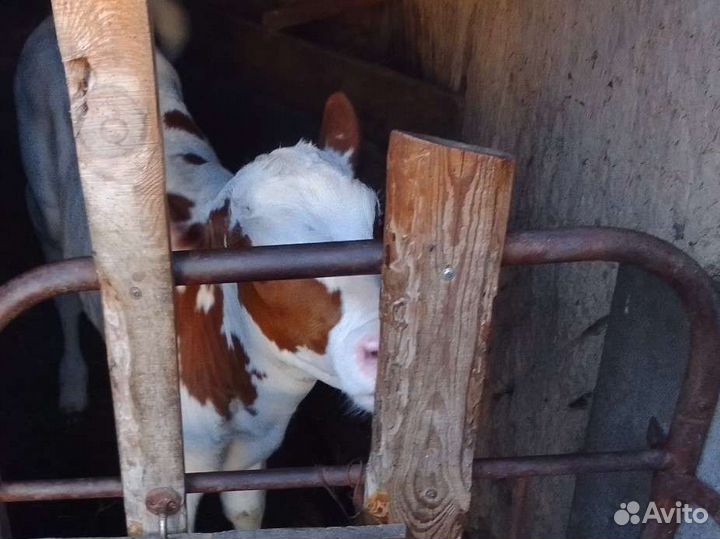 Месячные бычок