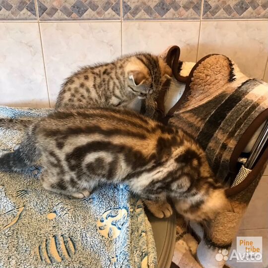 Шотландские котята девчушки мраморная и пятнистая