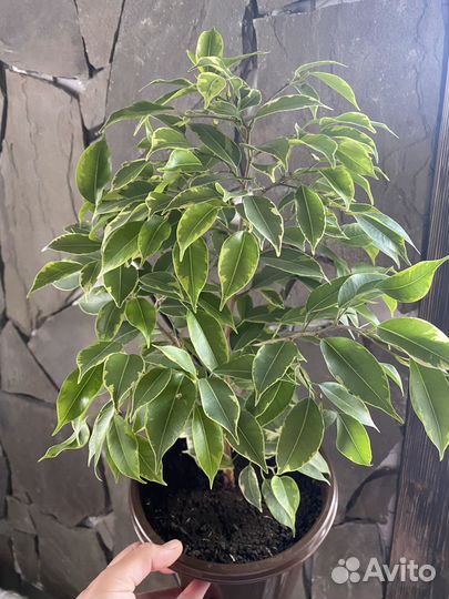 Комнатные цветы