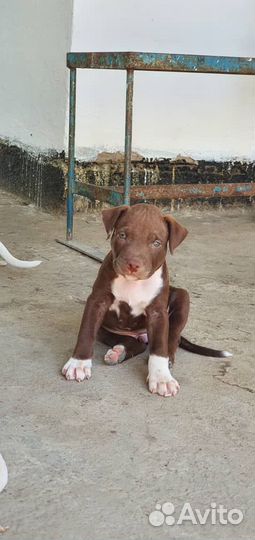 Шикарные малыши питбуля,с документами