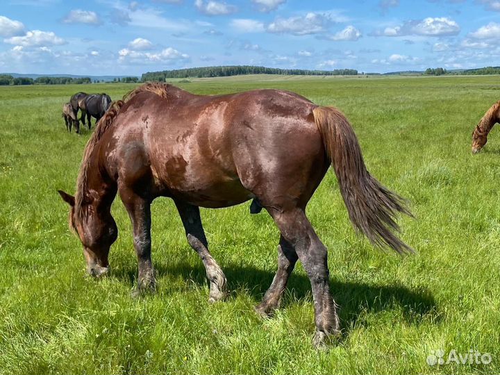 Продам жеребца