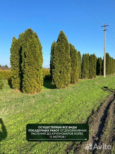 Туя западная Колумна, крупномер