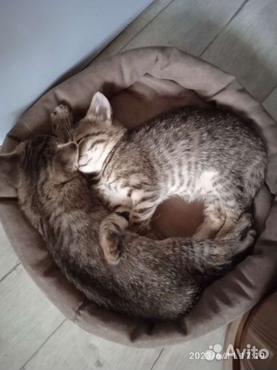 Котята отдам бесплатно
