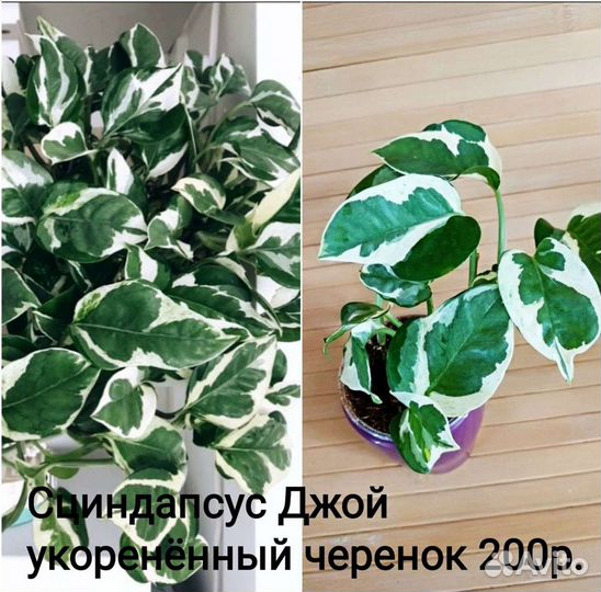Комнатные растения