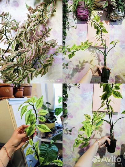 Домашние растения, цветы