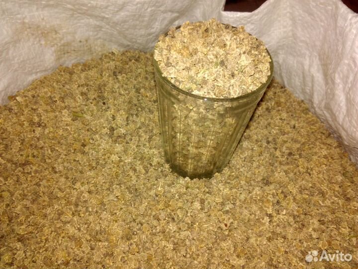 Семена кормовой свеклы