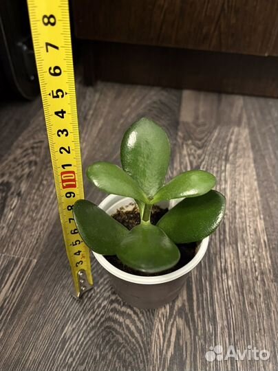 Неприхотливые комнатные растения