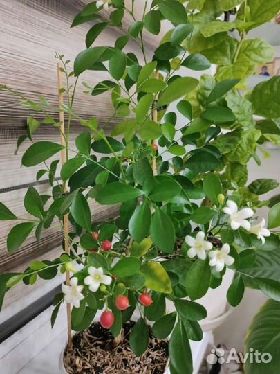 Мурайя метельчатая