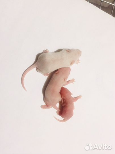 Мыши крысы кормовые