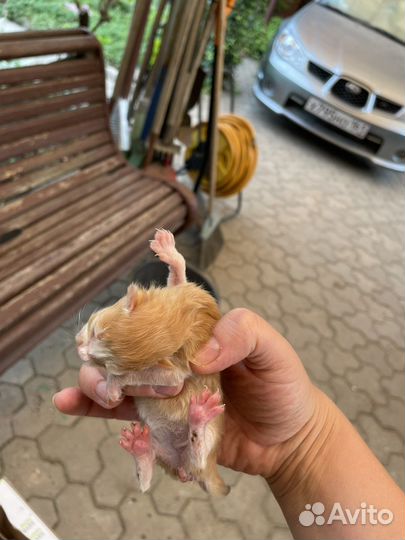 Новорожденные котята