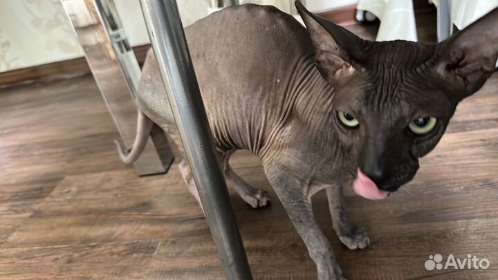 Донской сфинкс