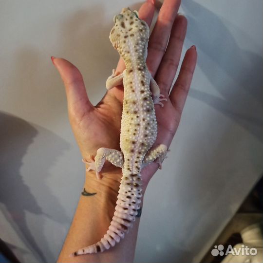 Передержка рептилий