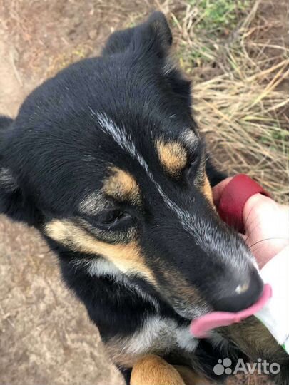 Собака в добрые руки