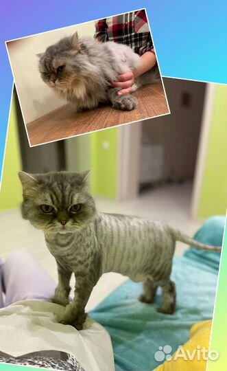 Груминг, стрижка собаки, кошки в салоне. Модель