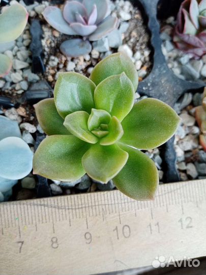 Суккуленты