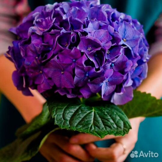 Букет гортензий цветы гортензии